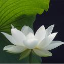 white lotus