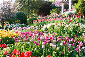 tulips at ananda